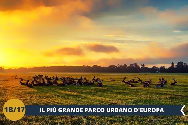 La giornata proseguirà al Phoenix park, oasi verde di 700 ettari nel cuore di Dublino! Tra maestose aree boschive e prati sconfinati, scopriremo la RESIDENZA PRESIDENZIALE e l'imponente WELLINGTON MONUMENT, il più alto obelisco d’Europa. Non mancherà l'incontro con gli abitanti più amati del parco: LA COLONIA DI DAINI che vaga liberamente. Un'esperienza unica in un parco due volte più grande di Central Park!